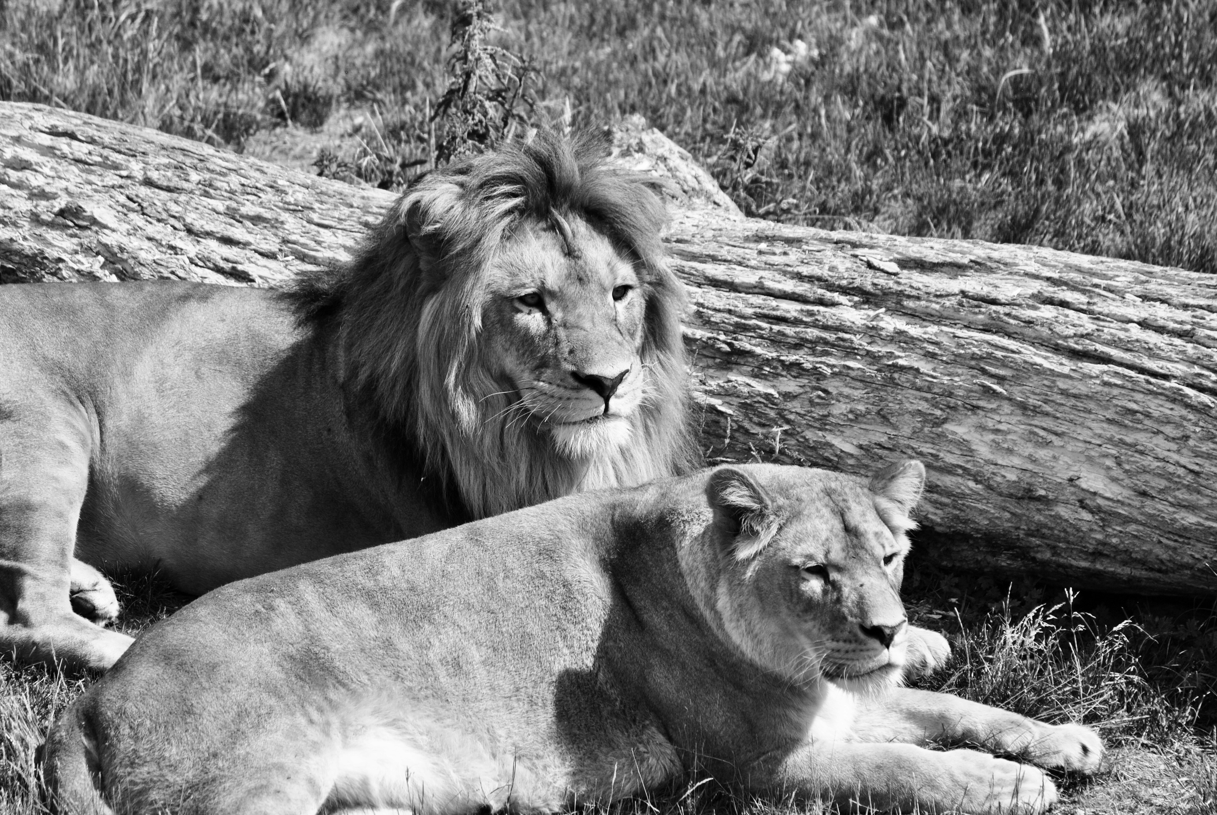 The Black Lion Pictures Download Free Images On Unsplash