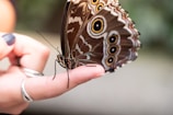 A delicate butterfly with intricately patterned brown wings featuring eye-like spots is perched on a person's finger. The person's hand, adorned with rings, gently holds the butterfly in a serene setting.