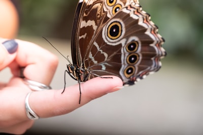 A delicate butterfly with intricately patterned brown wings featuring eye-like spots is perched on a person's finger. The person's hand, adorned with rings, gently holds the butterfly in a serene setting.