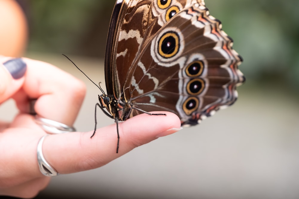 selective focus photography of brown butterfly on person's finger