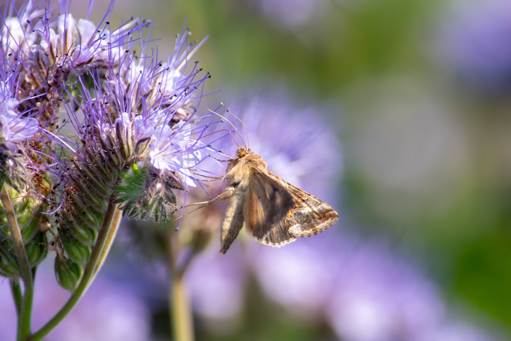 fotografia em close-up da borboleta na flor