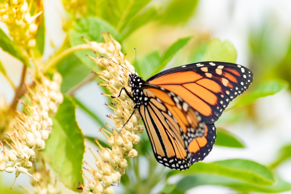 butterfly on flower