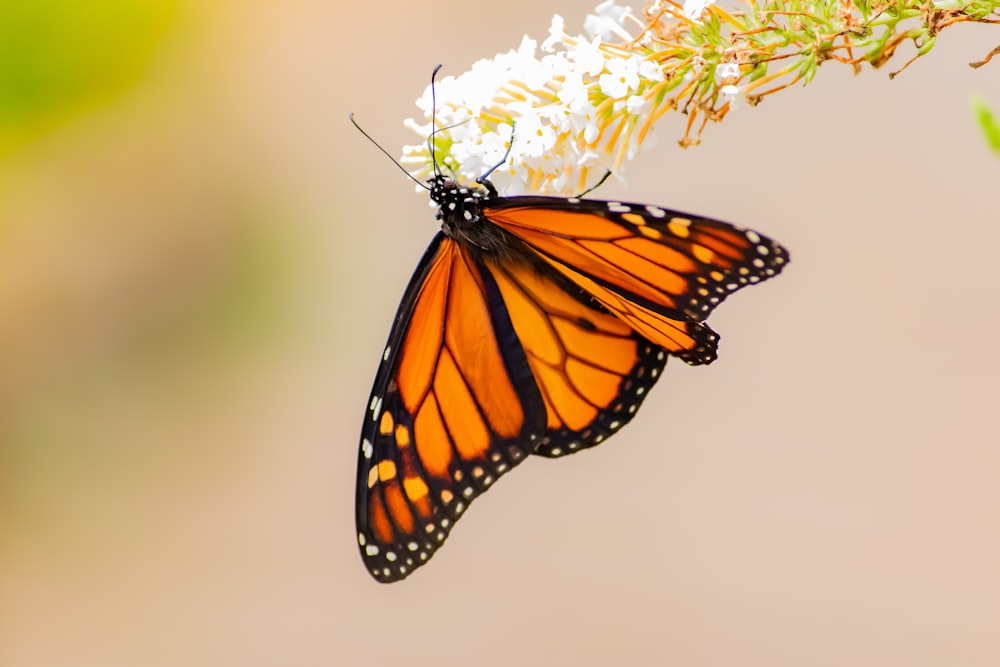 brown and black butterfly on flower