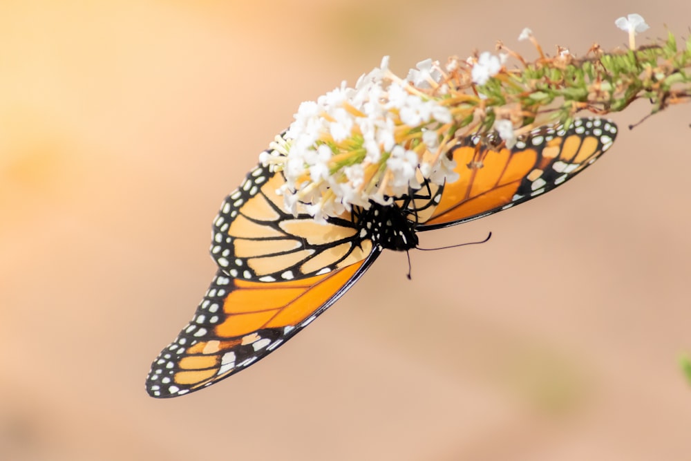 close-up photography of monarch butterfly