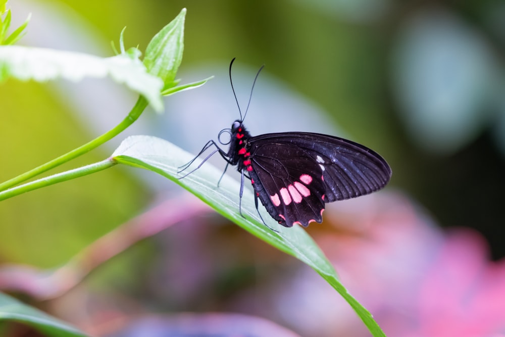black and red butterfly on green leaf plant