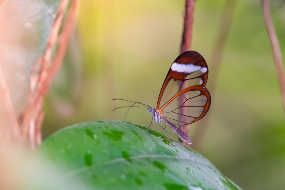 close-up photography of red butterfly