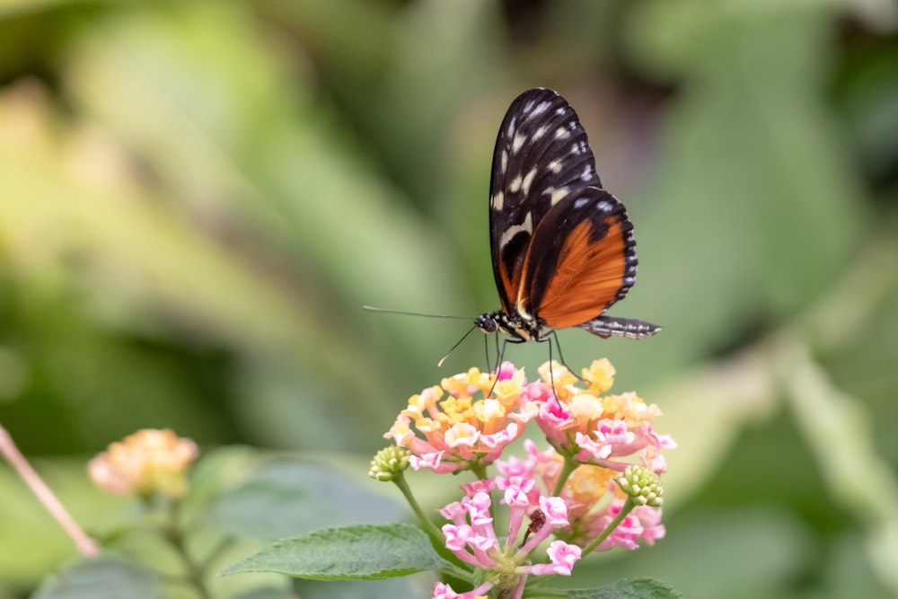 orange and black butterfly on flower