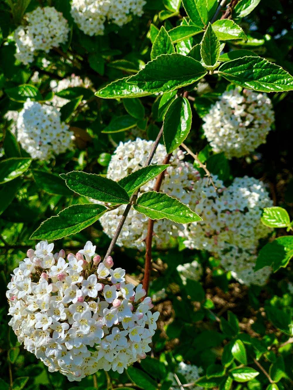 fleur à pétales blancs