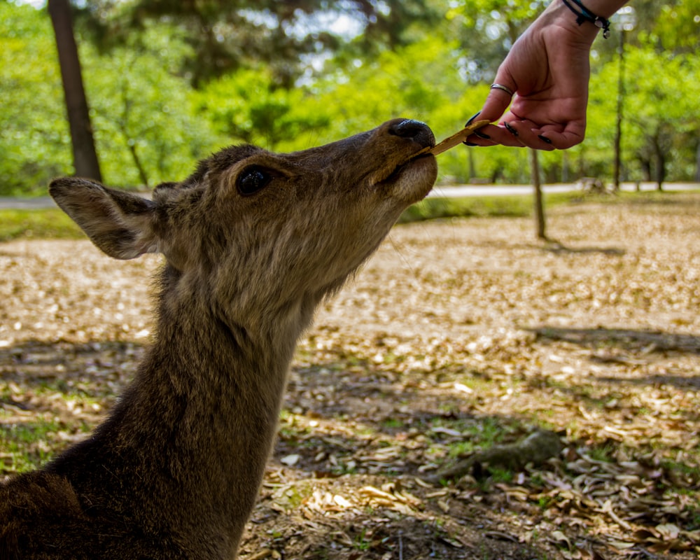 person feeding deer during daytime