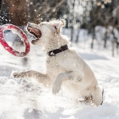 dog about to catch red ring