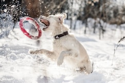 dog about to catch red ring