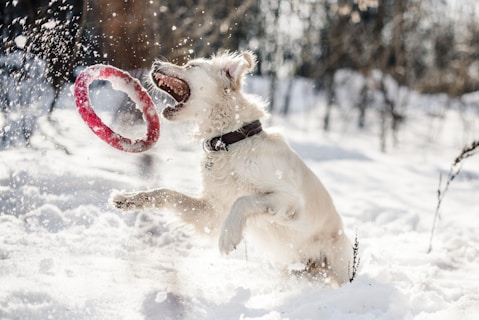 chiot apprenant en jouant avec un anneau