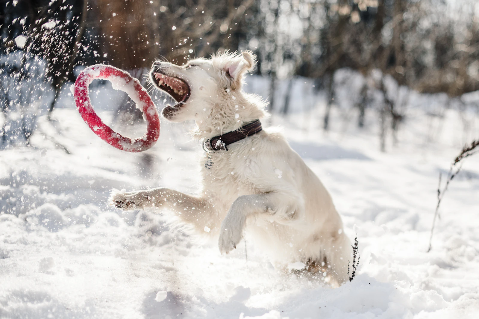 A white dog leaping through deep snow to catch a ring toy in Minnesota