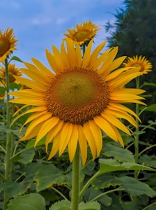 Sunlit Blooms