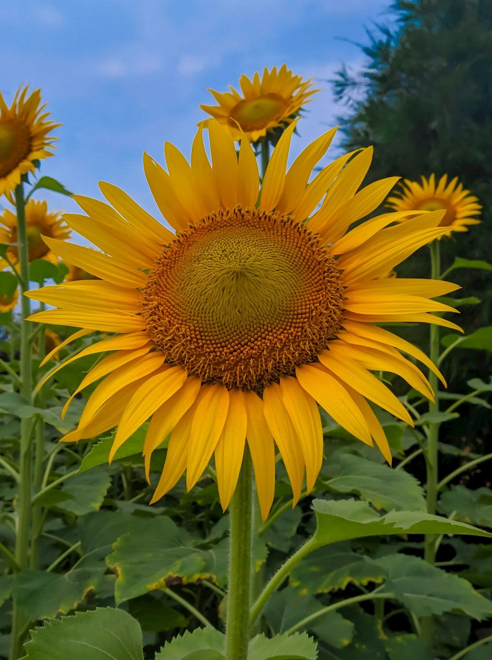 several sunflowers