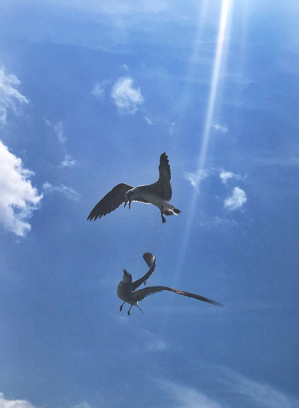 two gray birds on flight