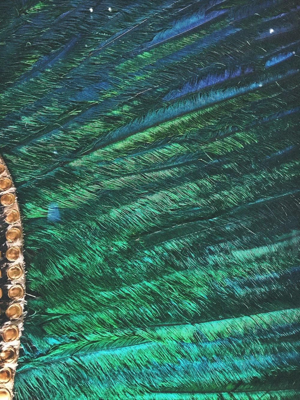 green peacock feathers