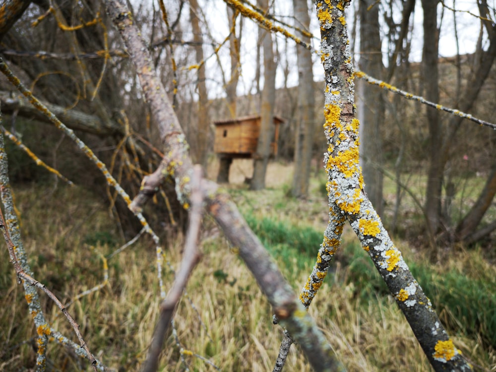 yellow and white algae on dead tree branch