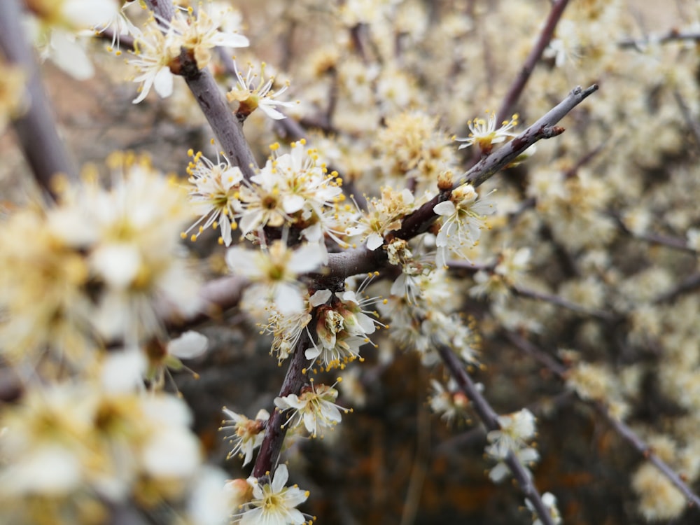 close up foto de flores de cerejeira