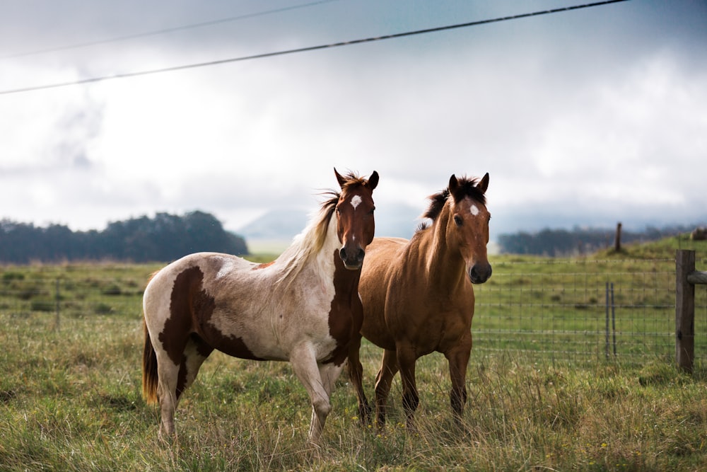 white and brown horses