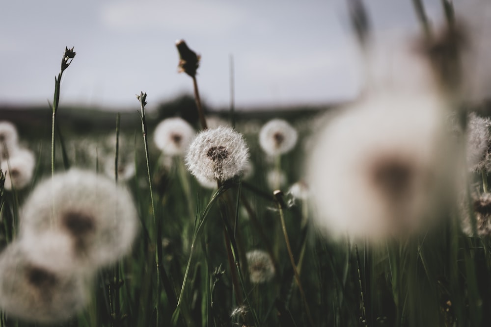 white dandelions