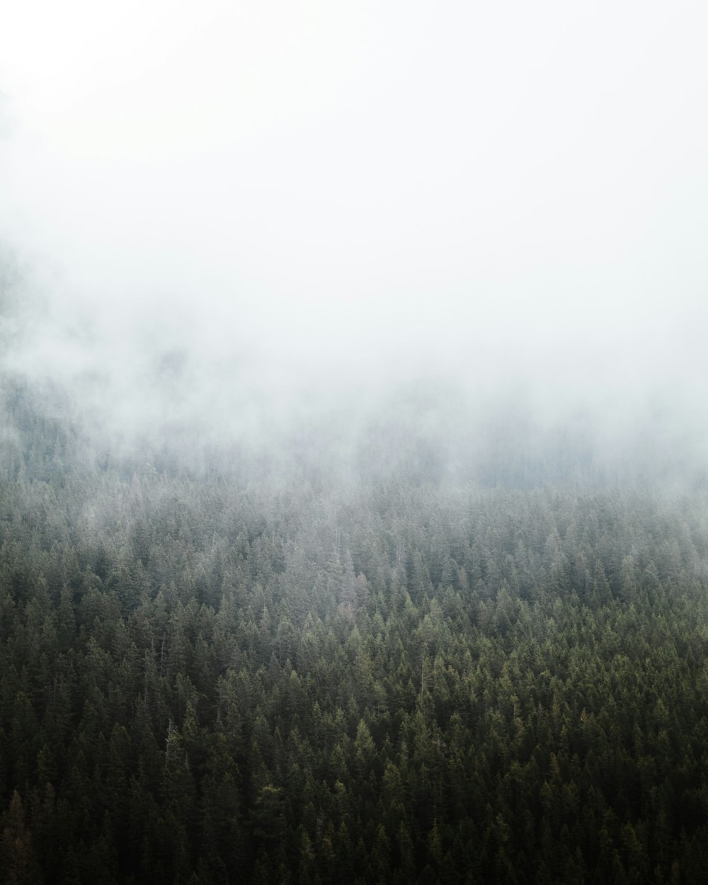 trees covered with fog