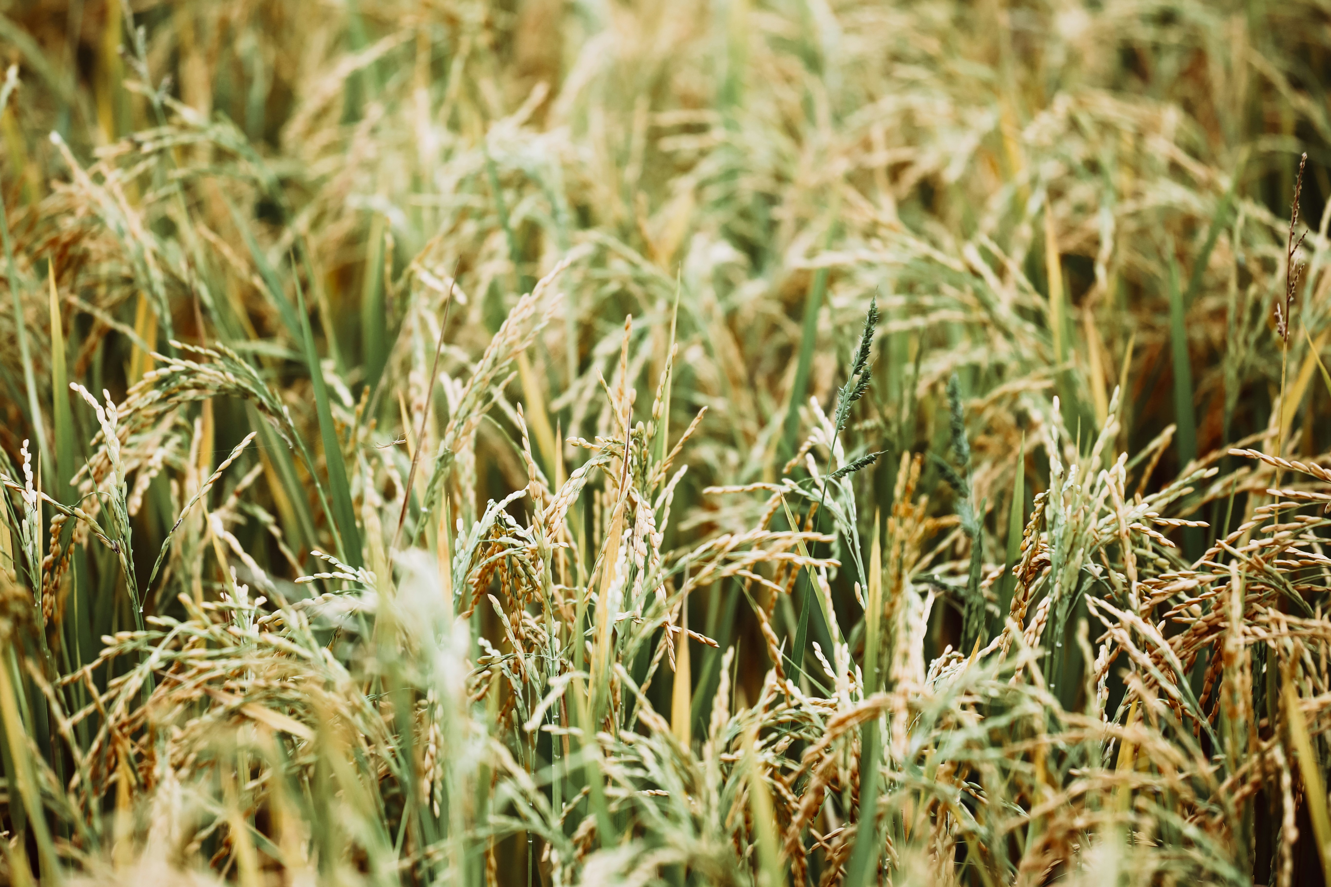 Photo by graphicnode