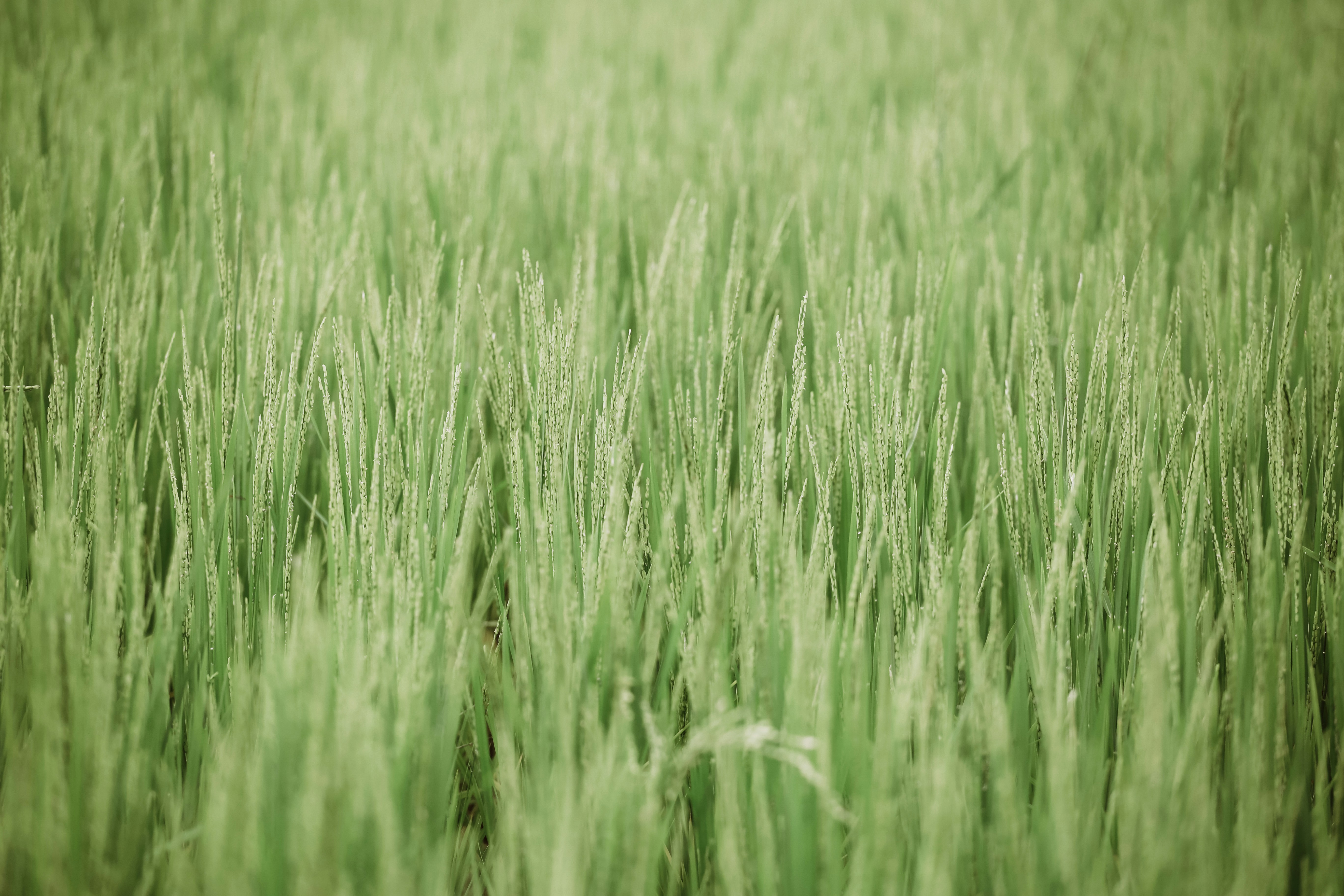 Photo by graphicnode