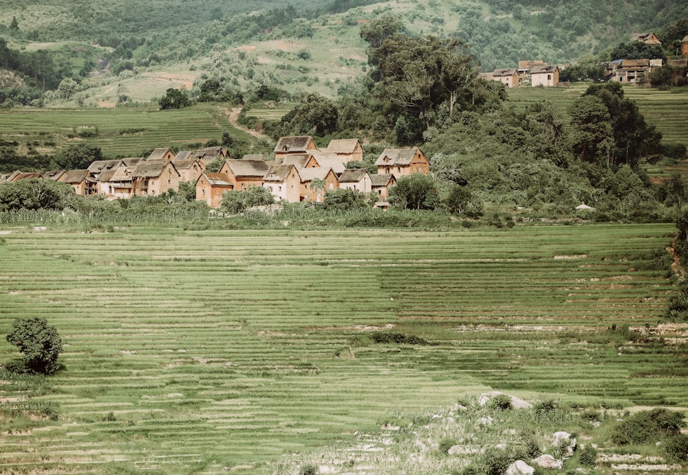 brown houses across green grass field