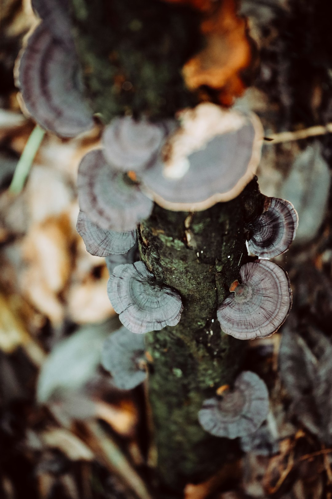 multicolored fungi on tree trunk