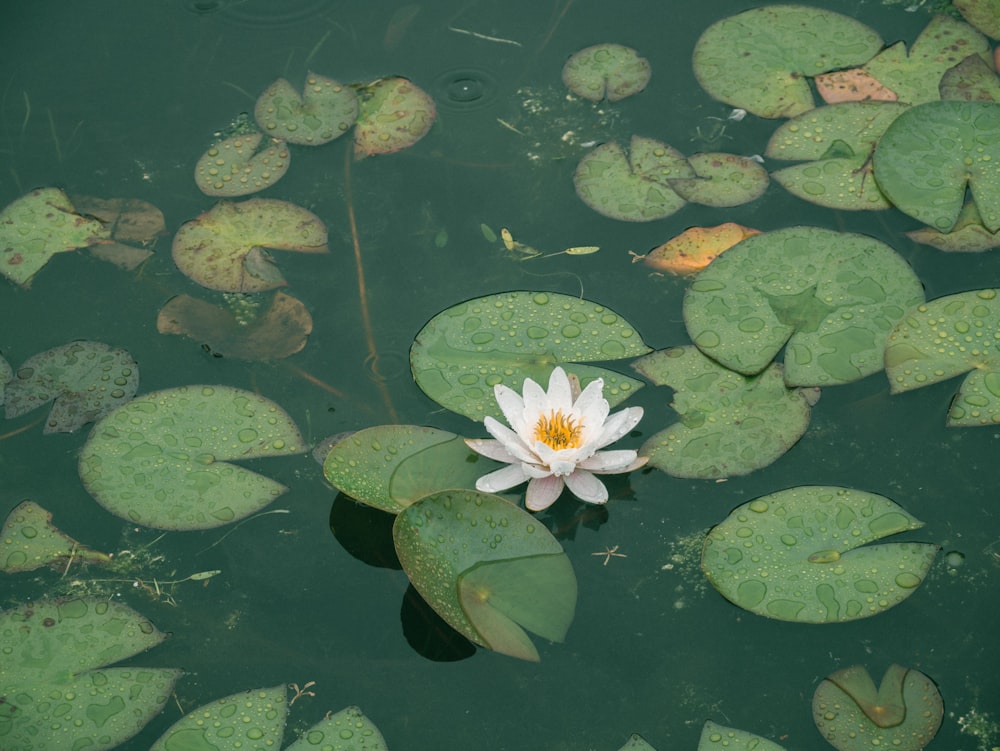 white lotus flower