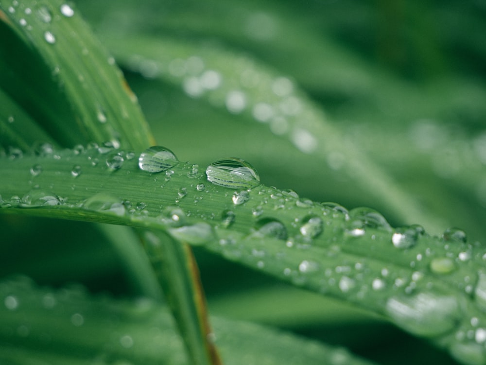 close-up photography of dewdrops