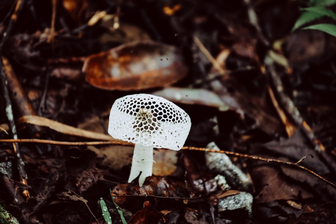 white mushroom