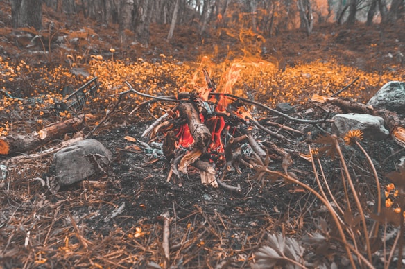 A small campfire burns amidst a forest clearing, surrounded by logs, branches, and stones. The ground is covered in dry leaves and yellow wildflowers, creating a rustic and natural atmosphere. The forest in the background is dense with trees.