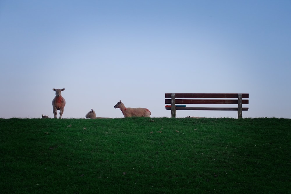 brown animals near bench