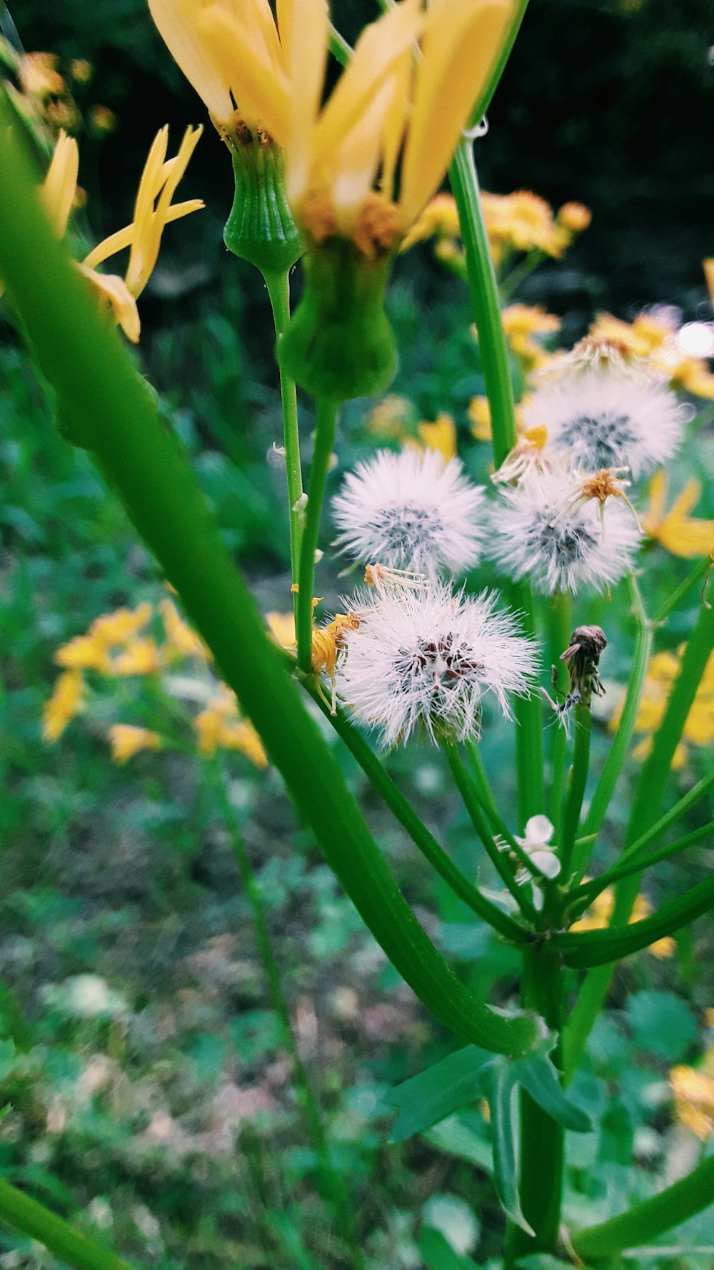 yellow flowers