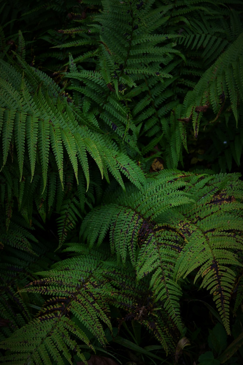 green ferns