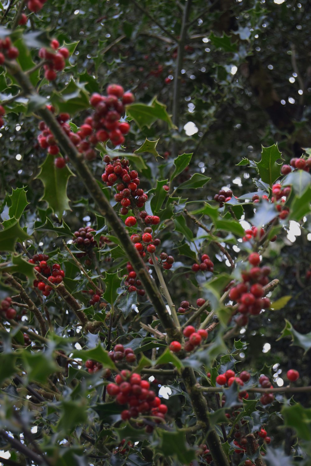 green-leafed tree with red fruits