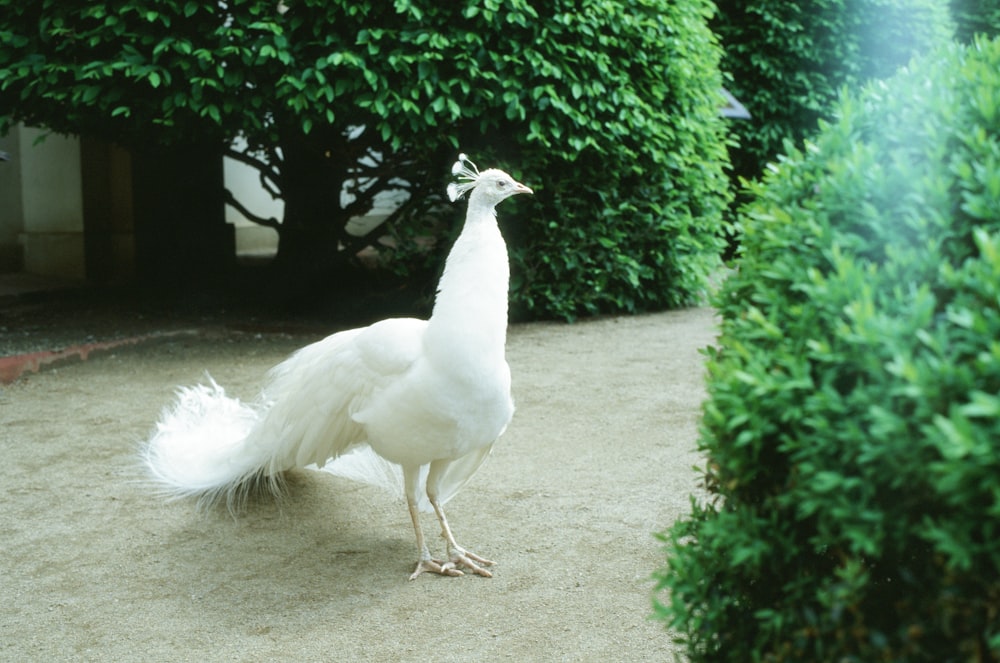 white peacock