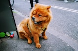 A fluffy orange dog with a leash tied to a nearby object sits on the pavement beside a street. People are walking by in the background on the road.