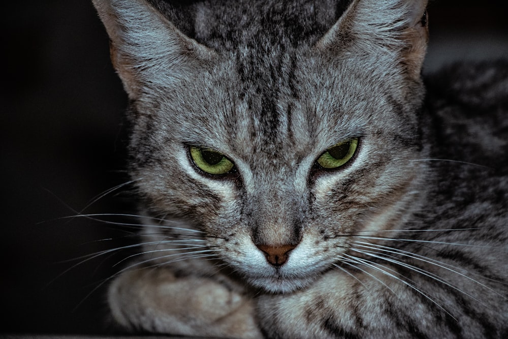 grey tabby cat