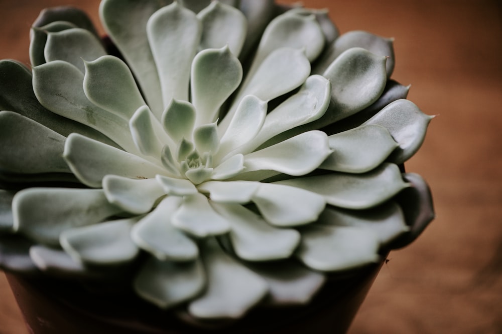 shallow focus photography of green succulent plant