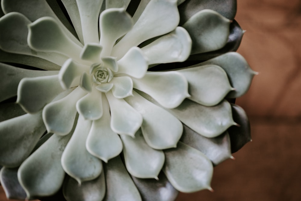 shallow focus photography of green succulent plant