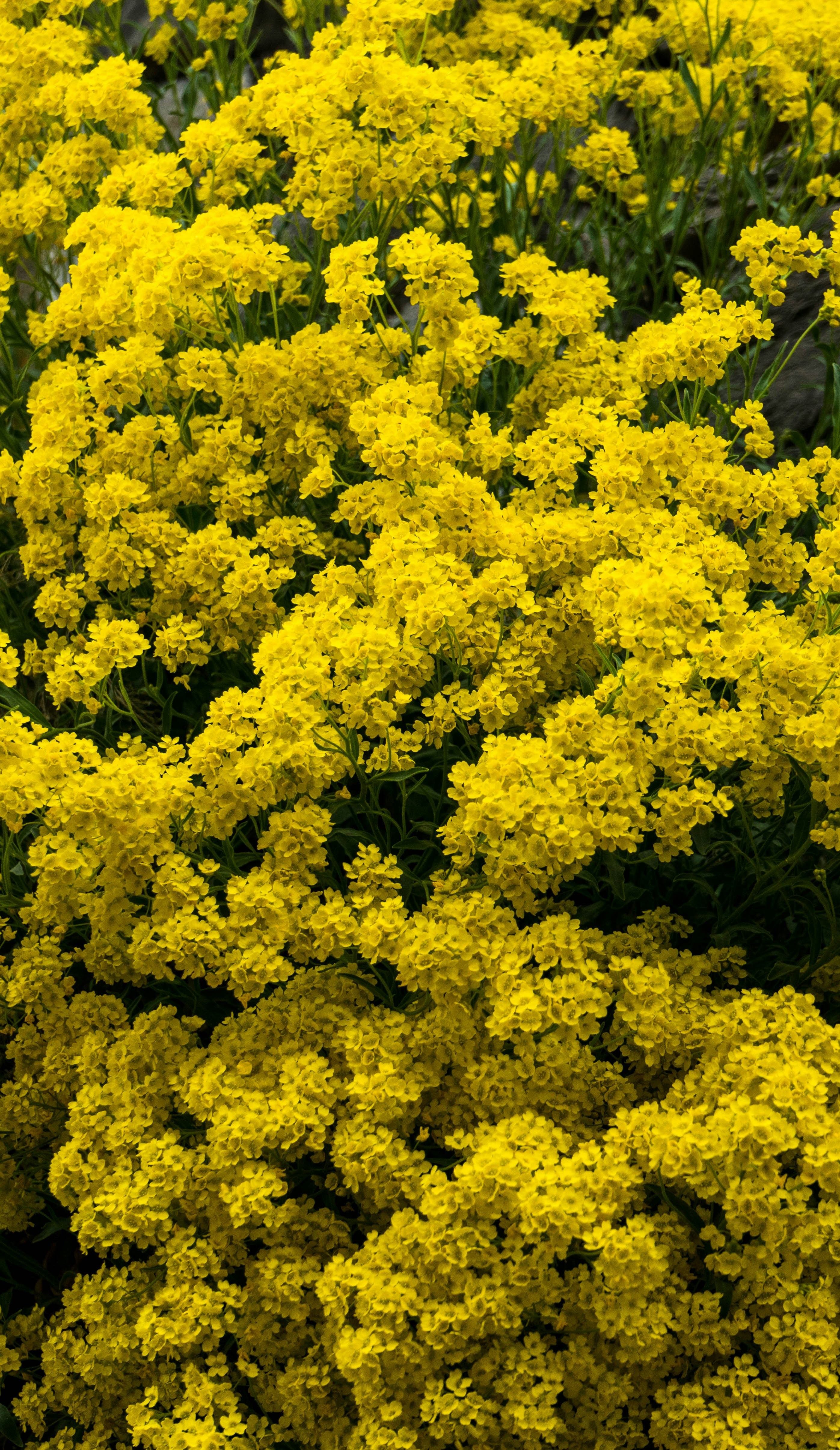 Photo by virussinside