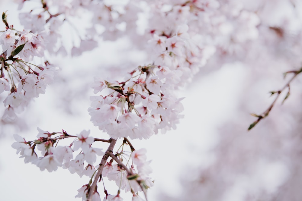 closeup photography of white lilacs