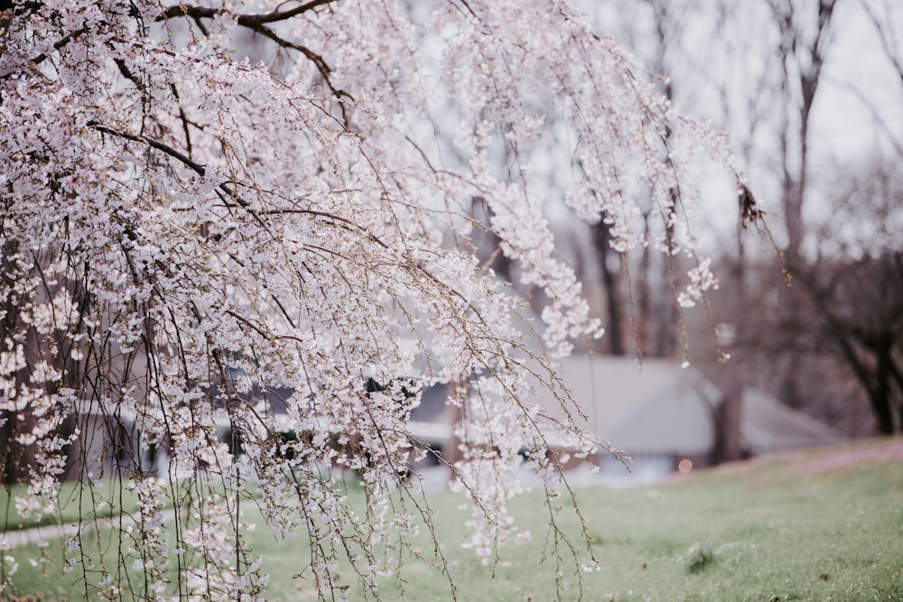 white-leafed tree