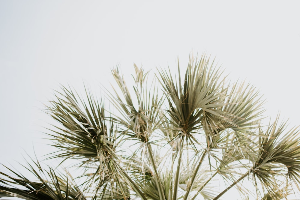 a close up of a palm tree with a sky background