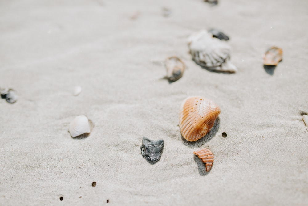 assorted shells at a beach