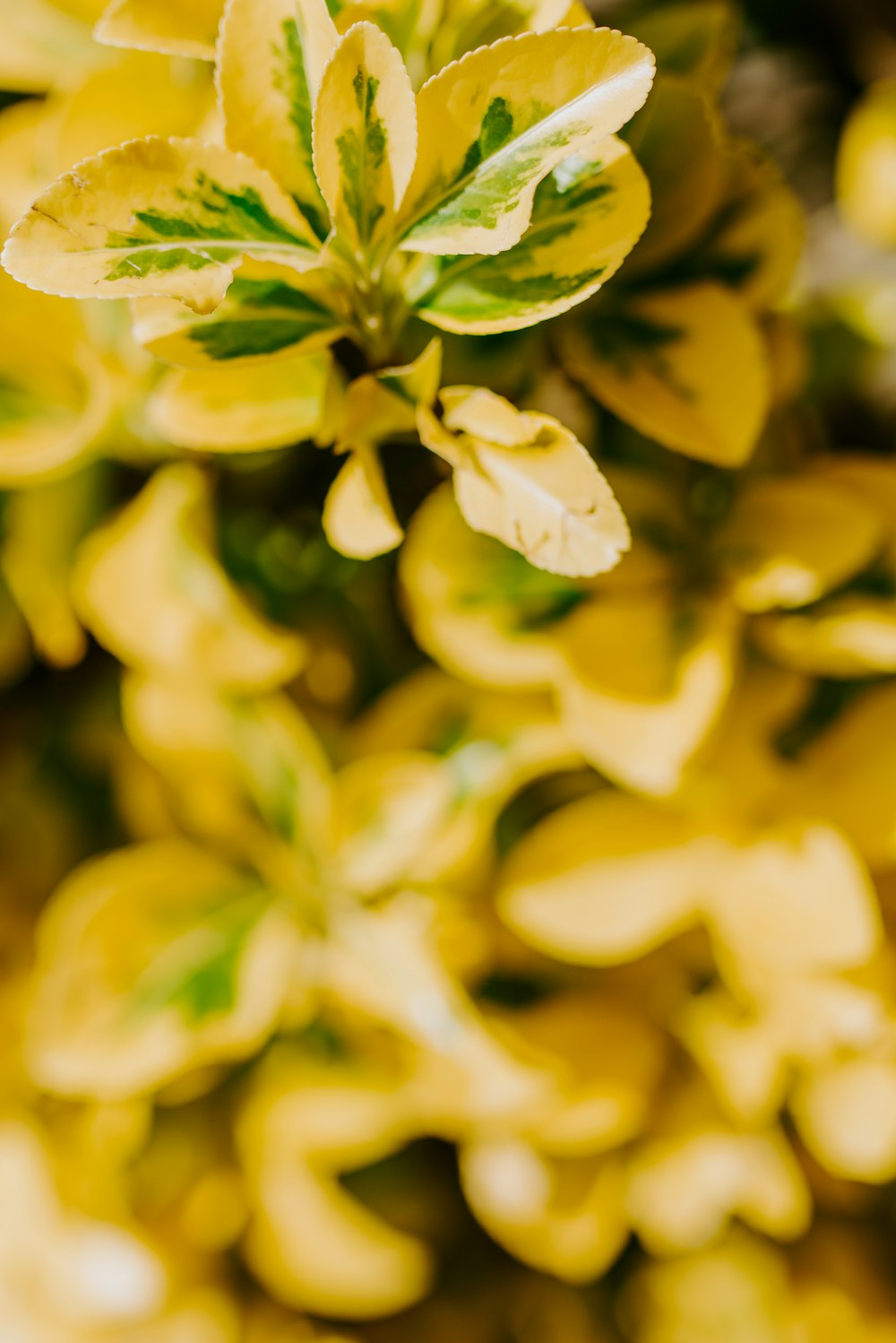 shallow focus photography of yellow-leafed plant