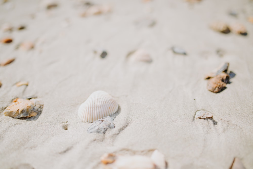 white seashell on sand